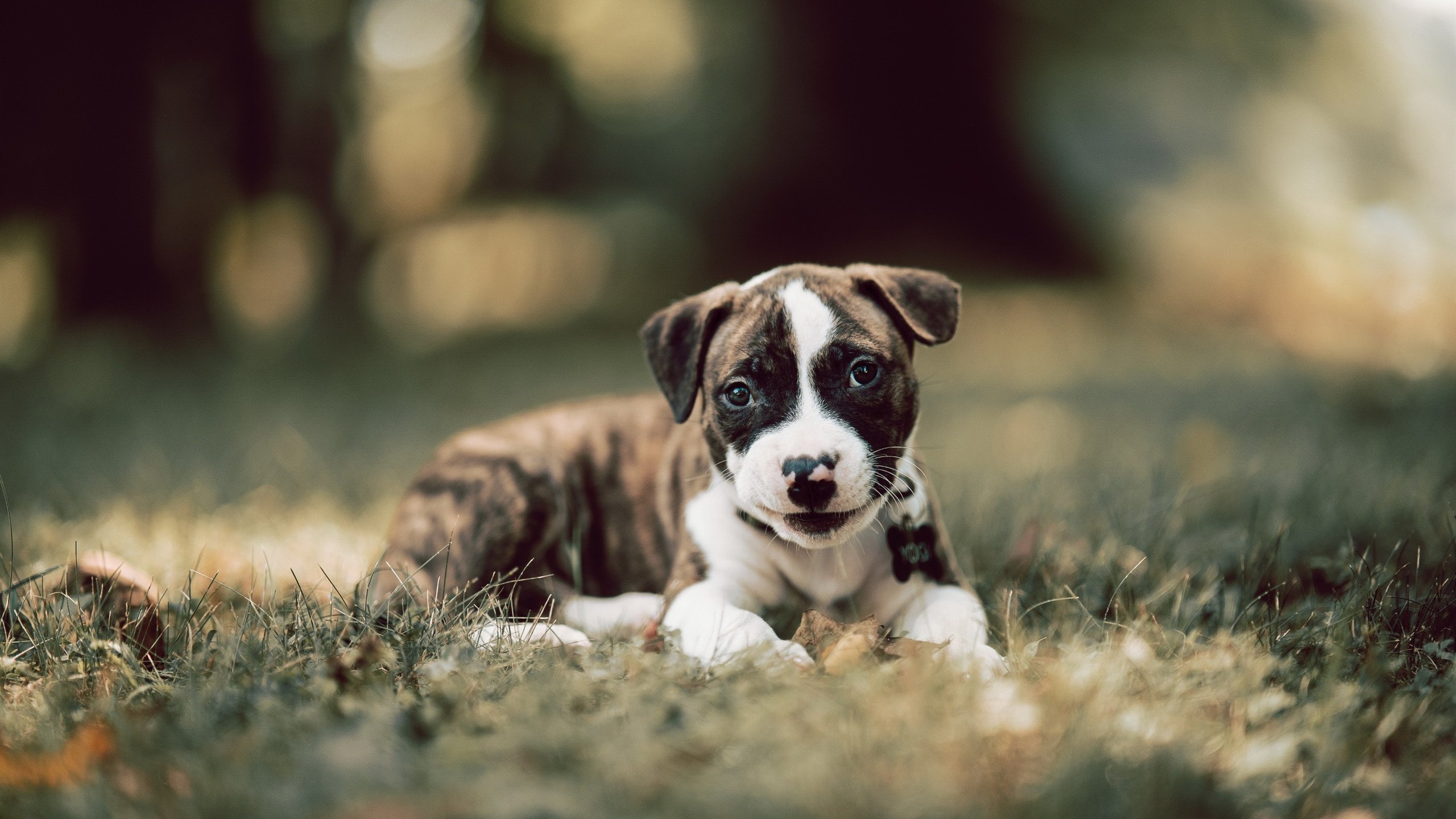 赛车中国大奖赛雨战惊险完赛,赛车赛车比赛