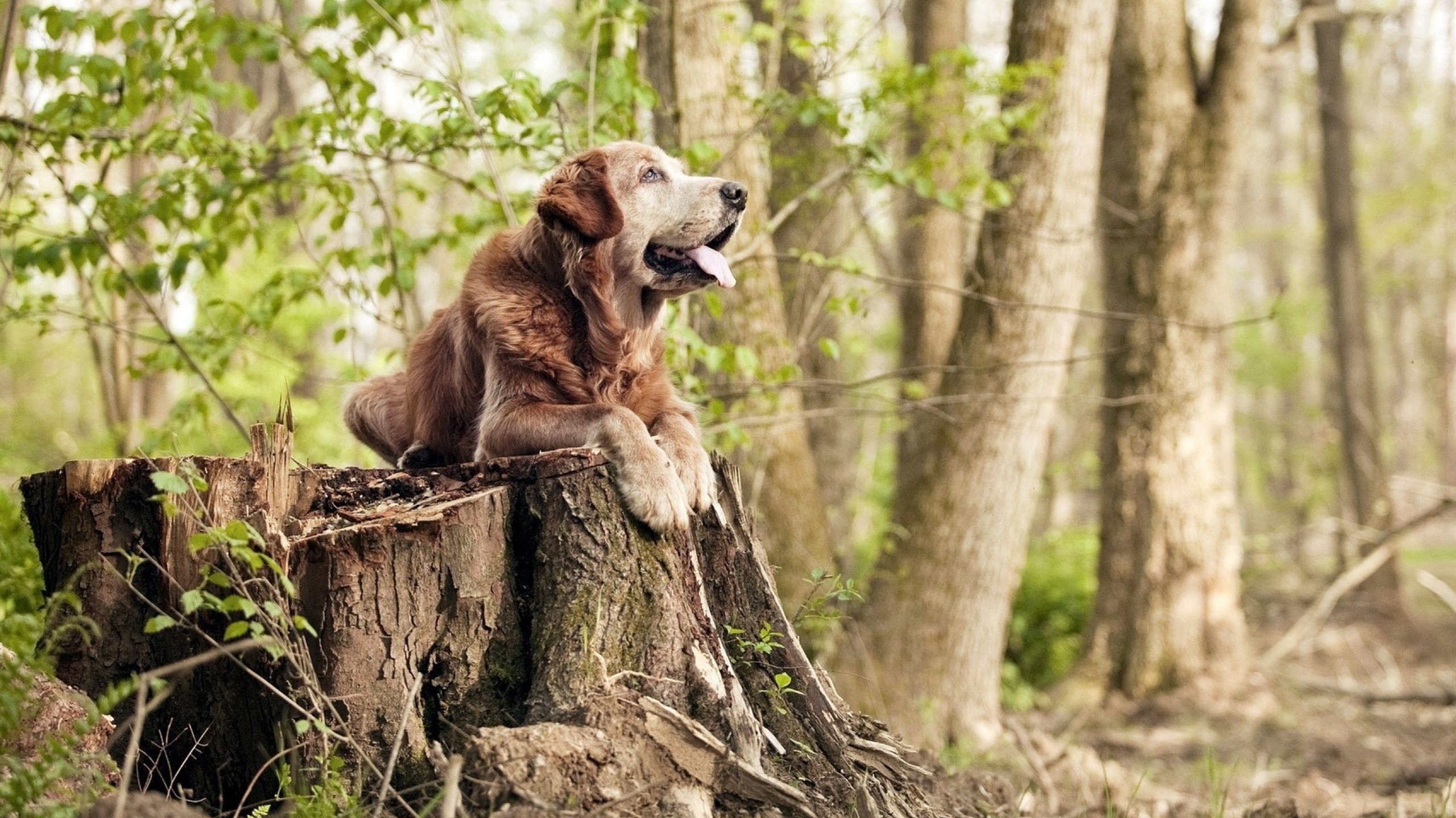 世界围棋赛冠军争夺异常激烈,世界围棋赛冠军争夺异常激烈怎么办