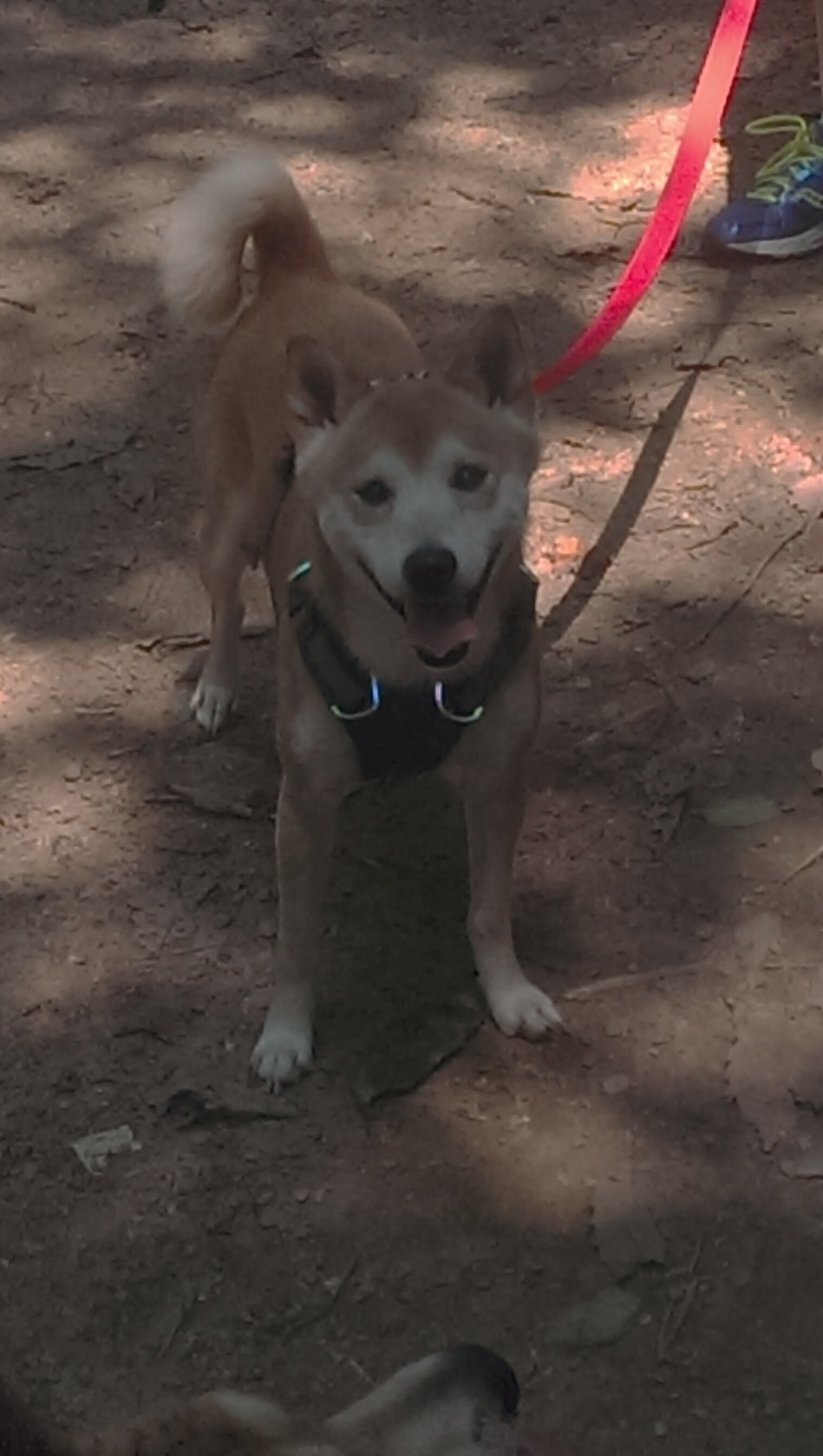 中国女篮优化阵容深度保障比赛连续性,中国女篮 阵容