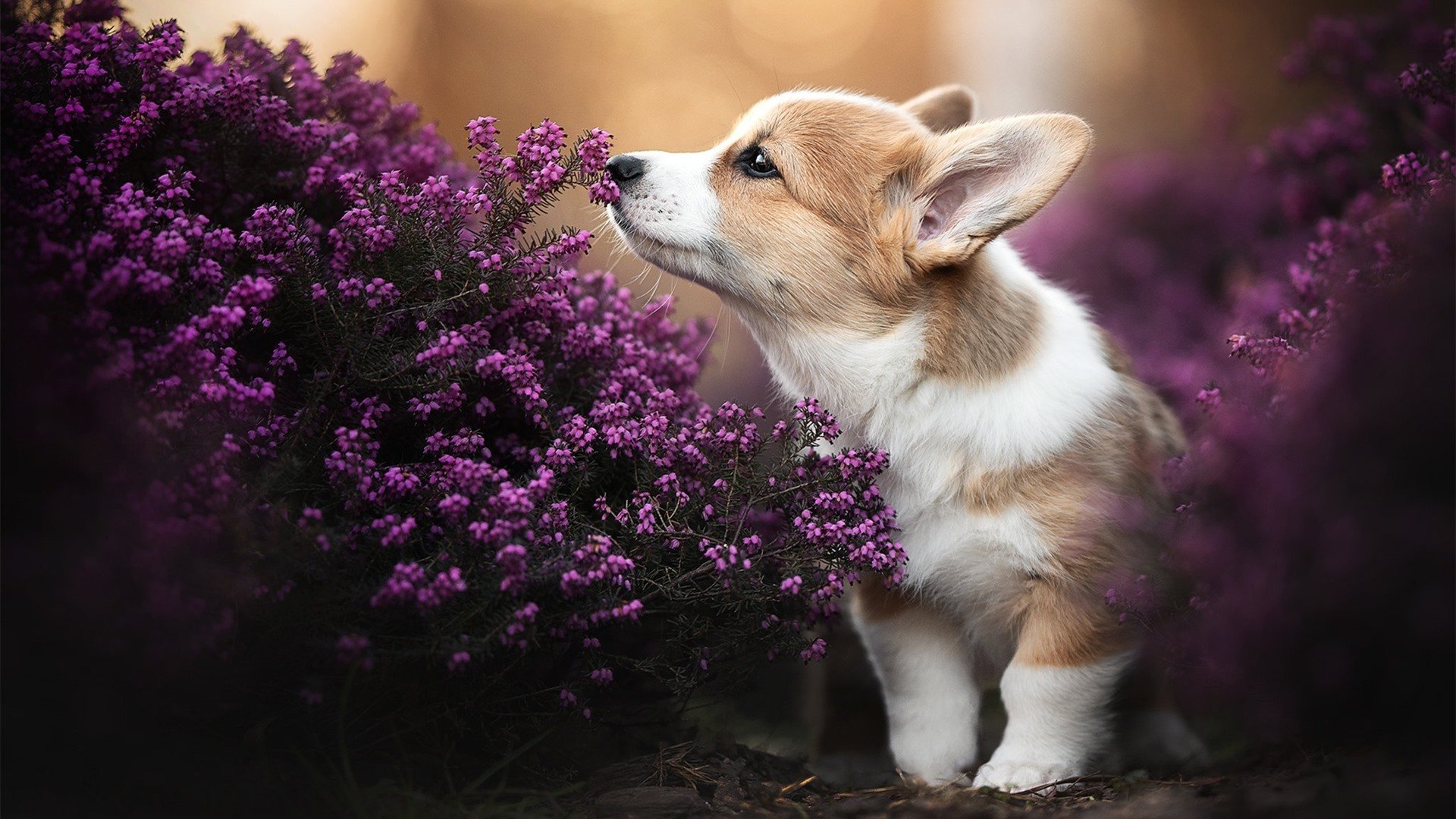 体育新闻中心协办全国体育新闻传播创新竞赛,体育新闻比赛