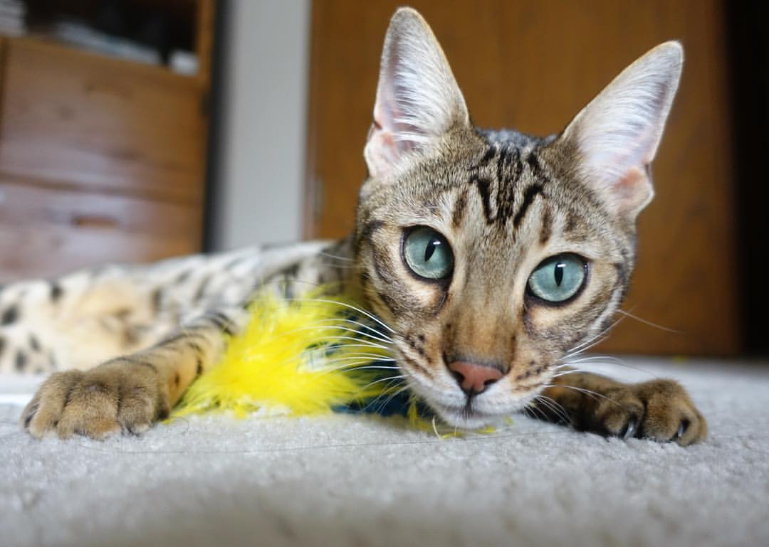 切尔西通过快速反击创造连续进球机会，切尔西谁进的球