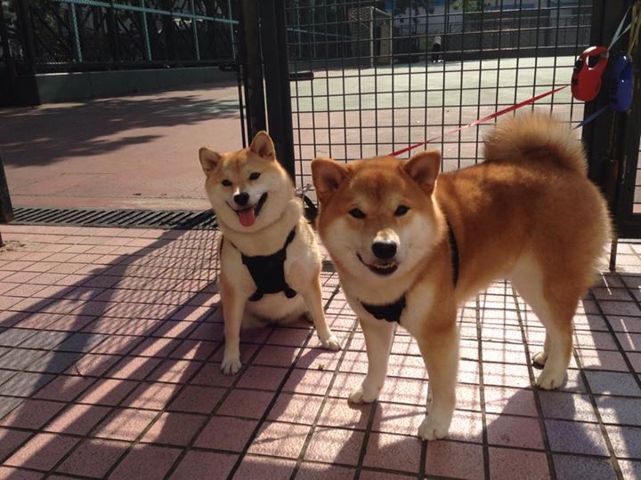 后场速度之战谁能领跑联盟,后场速度之战谁能领跑联盟啊